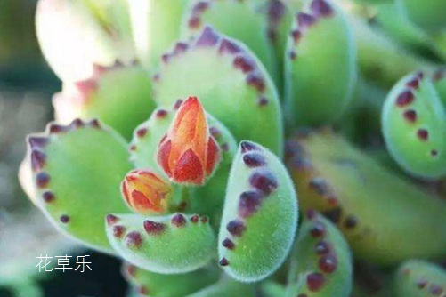 单反镜头配件,探索单反镜头配件的无限可能